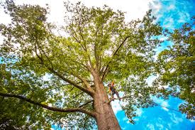 Best Root Management and Removal  in La Vergne, TN