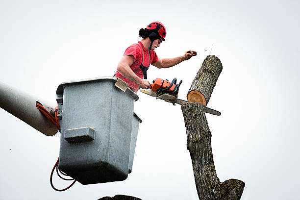 How Our Tree Care Process Works  in  La Vergne, TN