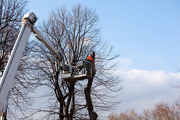 Best Tree Health Inspection  in La Vergne, TN